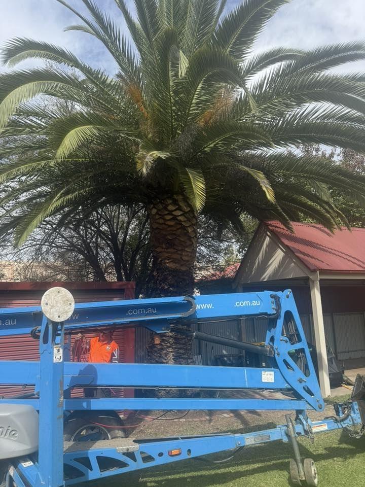 Elevated work platform reaching a tall palm tree in Bendigo