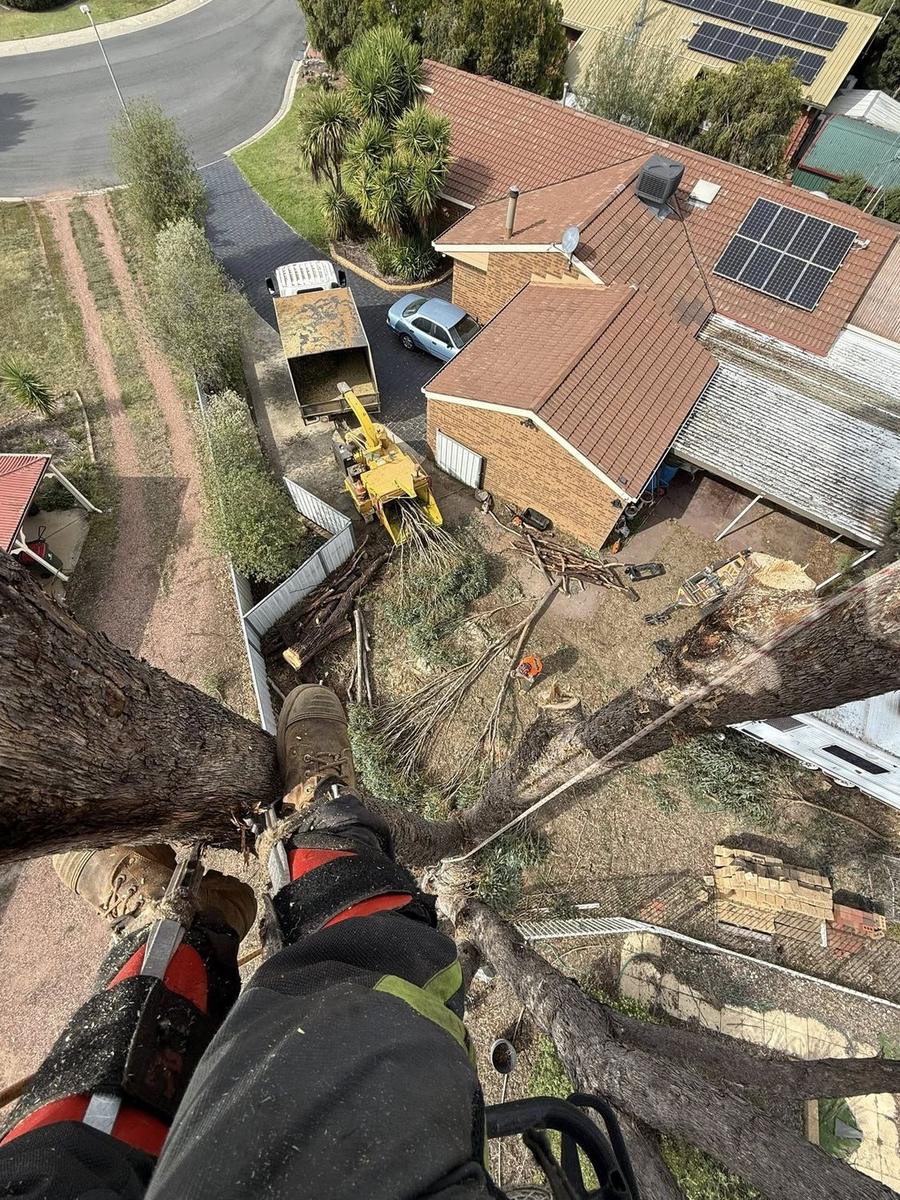 Aerial view of tree work on a Bendigo property