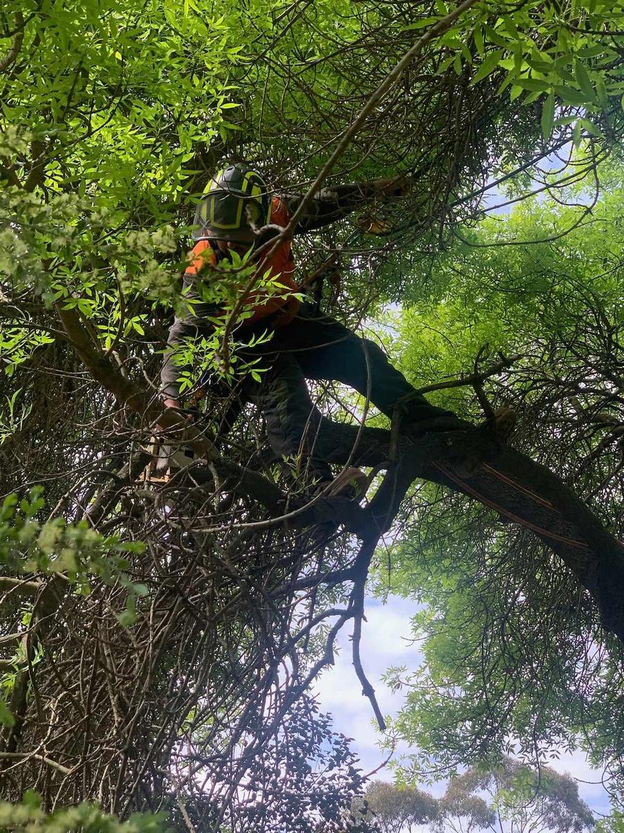 TB'S Trees arborist climbing and pruning a large tree near Bendigo